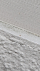 Entomobrya atrocincta