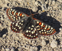 Euphydryas anicia