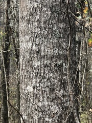 Liriodendron tulipifera