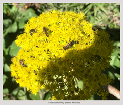 Colletes dimidiatus