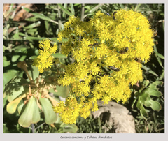 Colletes dimidiatus