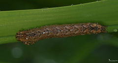 Mythimna languida