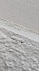 Entomobrya atrocincta