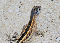 Chalarodon madagascariensis