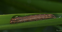 Mythimna languida