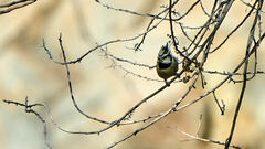 Baeolophus wollweberi