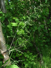 Poa trivialis