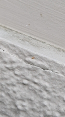 Entomobrya atrocincta