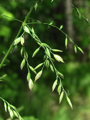 Poa trivialis