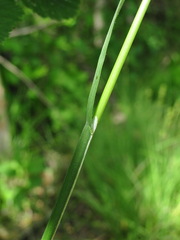 Poa trivialis
