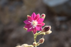 Malesherbia linearifolia