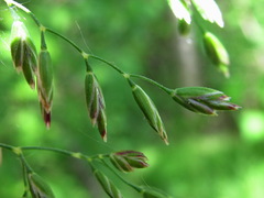 Poa trivialis