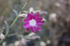 Malesherbia linearifolia
