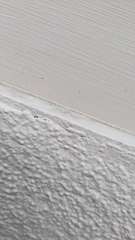 Entomobrya atrocincta