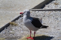 Leucophaeus scoresbii