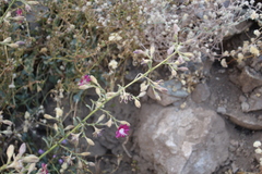 Malesherbia linearifolia