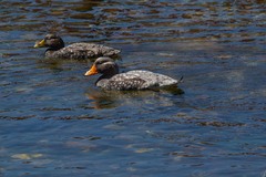 Tachyeres brachypterus