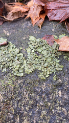 Dermatocarpon luridum