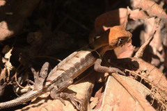 Stenocercus erythrogaster