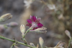 Malesherbia linearifolia