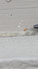 Entomobrya atrocincta