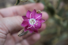 Malesherbia linearifolia