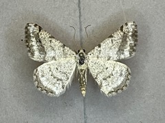 Digrammia denticulata