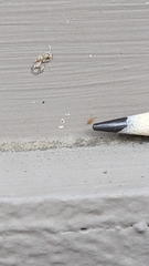 Entomobrya atrocincta