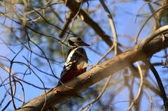 Dendrocopos major