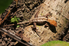 Stenocercus erythrogaster