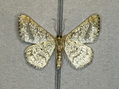 Digrammia denticulata