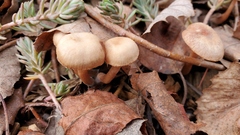 Laccaria laccata pallidifolia