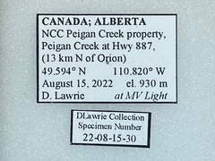 Digrammia denticulata