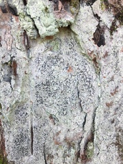 Lecanora layana