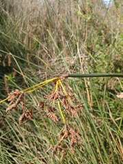 Cortaderia jubata