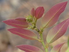 Bridelia retusa