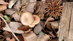 Laccaria laccata pallidifolia