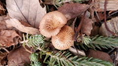 Laccaria laccata pallidifolia