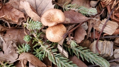 Laccaria laccata pallidifolia
