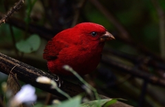 Carpodacus sipahi