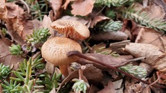Laccaria laccata pallidifolia