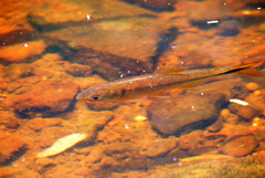 Characiformes