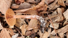 Laccaria laccata pallidifolia