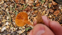 Laccaria laccata pallidifolia