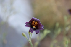 Salpiglossis