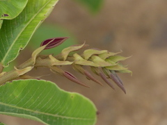 Bridelia retusa