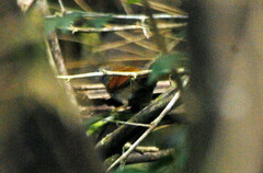 Synallaxis cinerascens