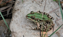 Pelophylax bedriagae