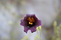 Salpiglossis