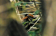 Synallaxis cinerascens